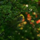 rouge-gorge au jardin