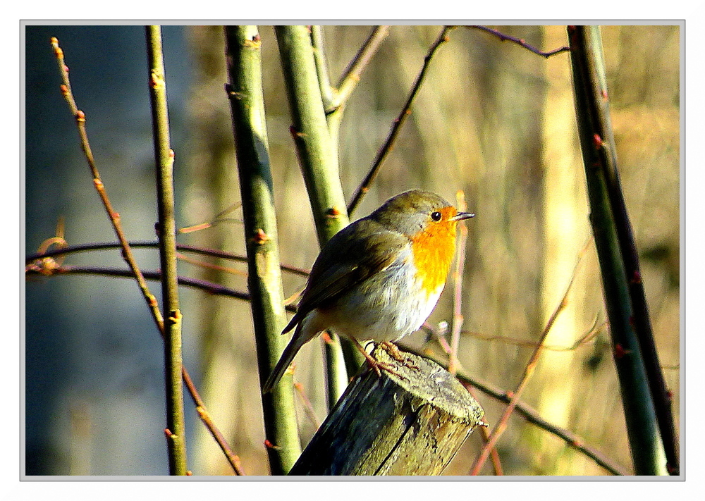 Rouge-gorge au Lac des Minimes (Bois de Vincennes)