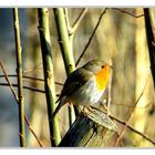 Rouge-gorge au Lac des Minimes (Bois de Vincennes)