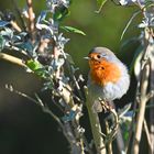 Rouge-gorge au lever du soleil