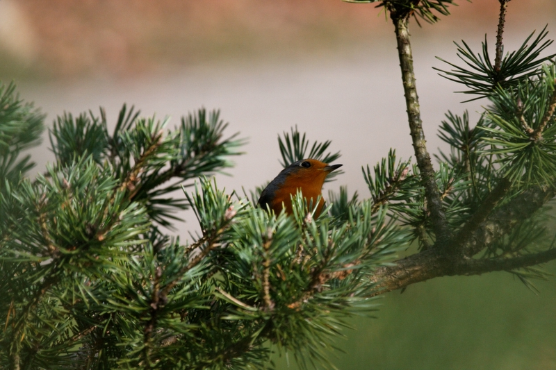 rouge gorge au milieu des sapins de alexandre007 