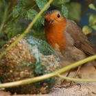 rouge gorge au nourissage