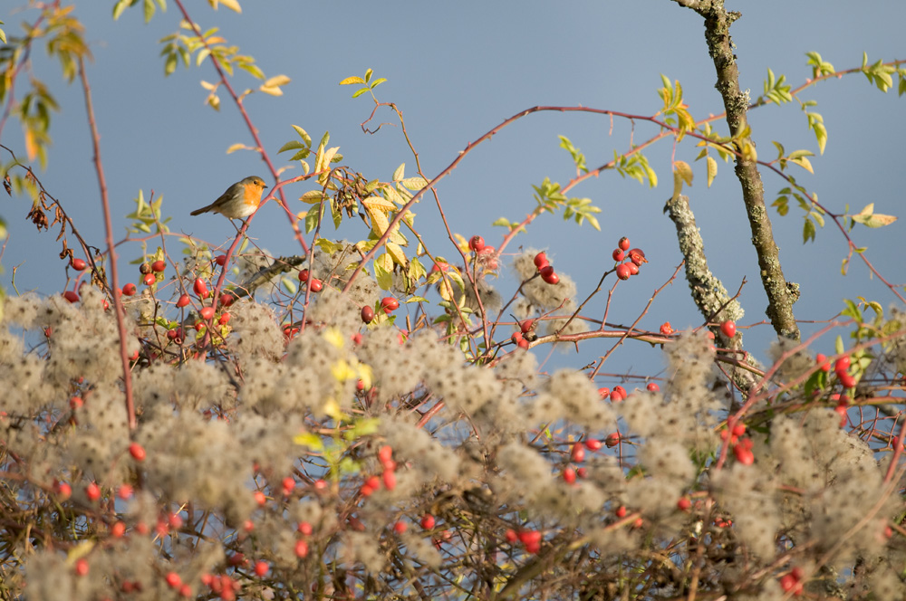 Rouge-gorge au petit matin.