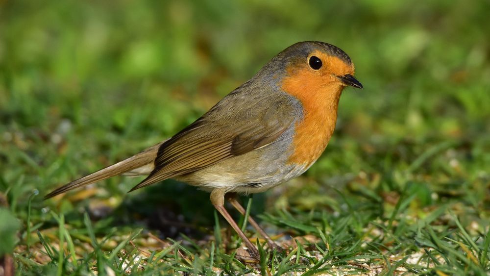 photo et image animaux, animaux sauvages, oiseaux Images photo et image animaux, animaux sauvages, oiseaux Images