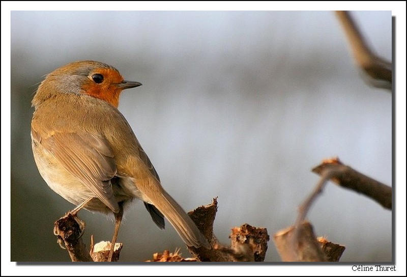 Rouge-gorge