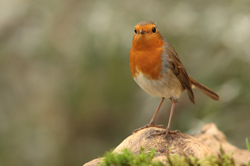 rouge gorge