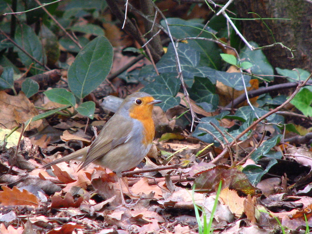 Rouge Gorge