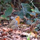 Rouge Gorge