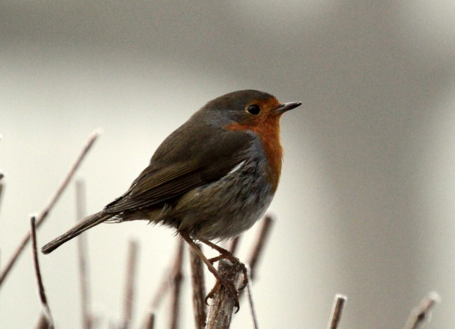 Rouge-gorge...