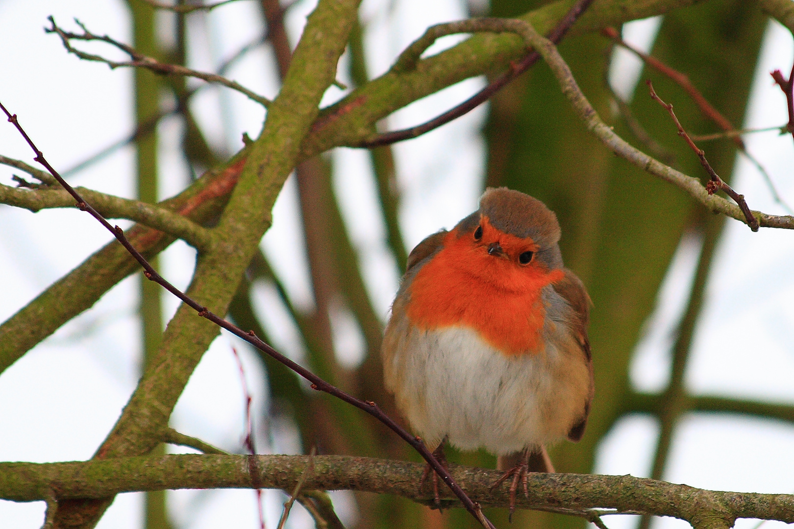 Rouge gorge