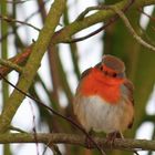 Rouge gorge