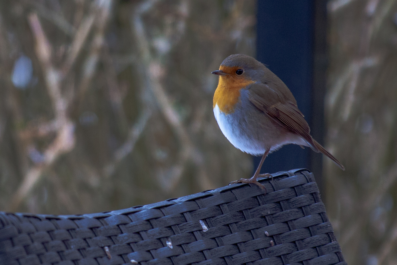 Rouge gorge bleu