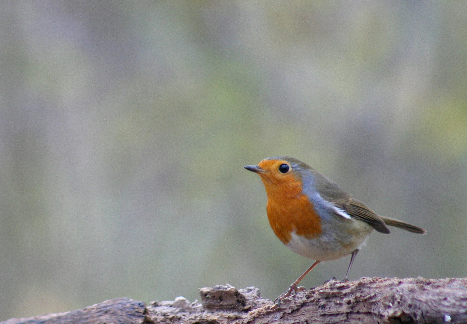 Rouge-gorge