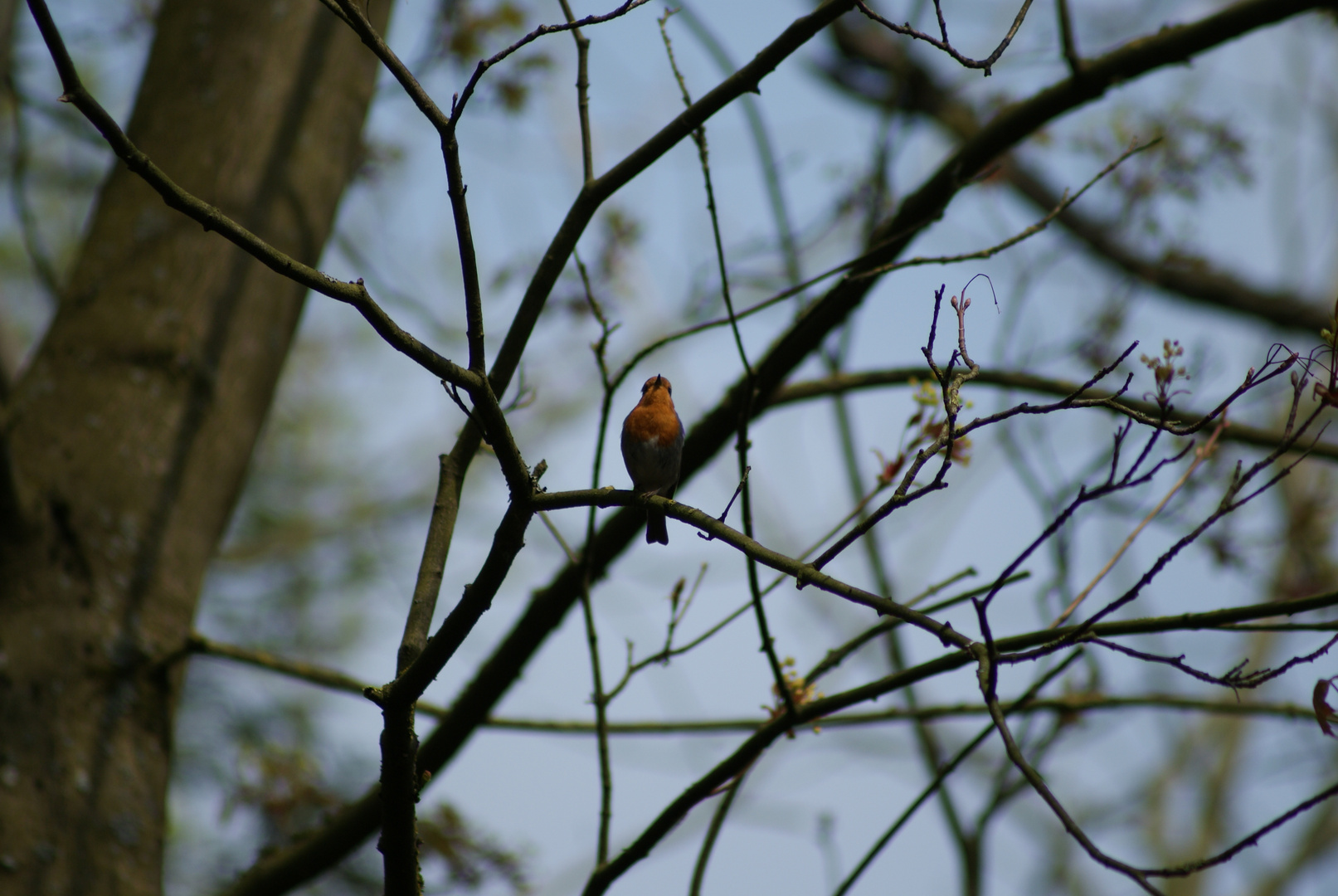 rouge gorge