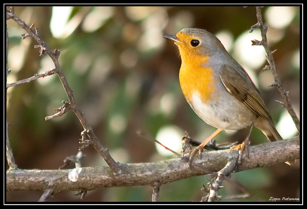 Rouge Gorge