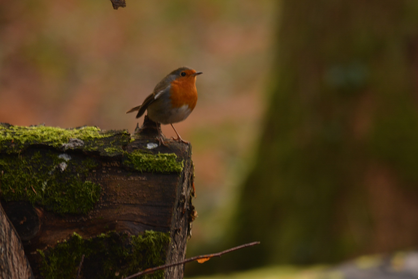 Rouge gorge