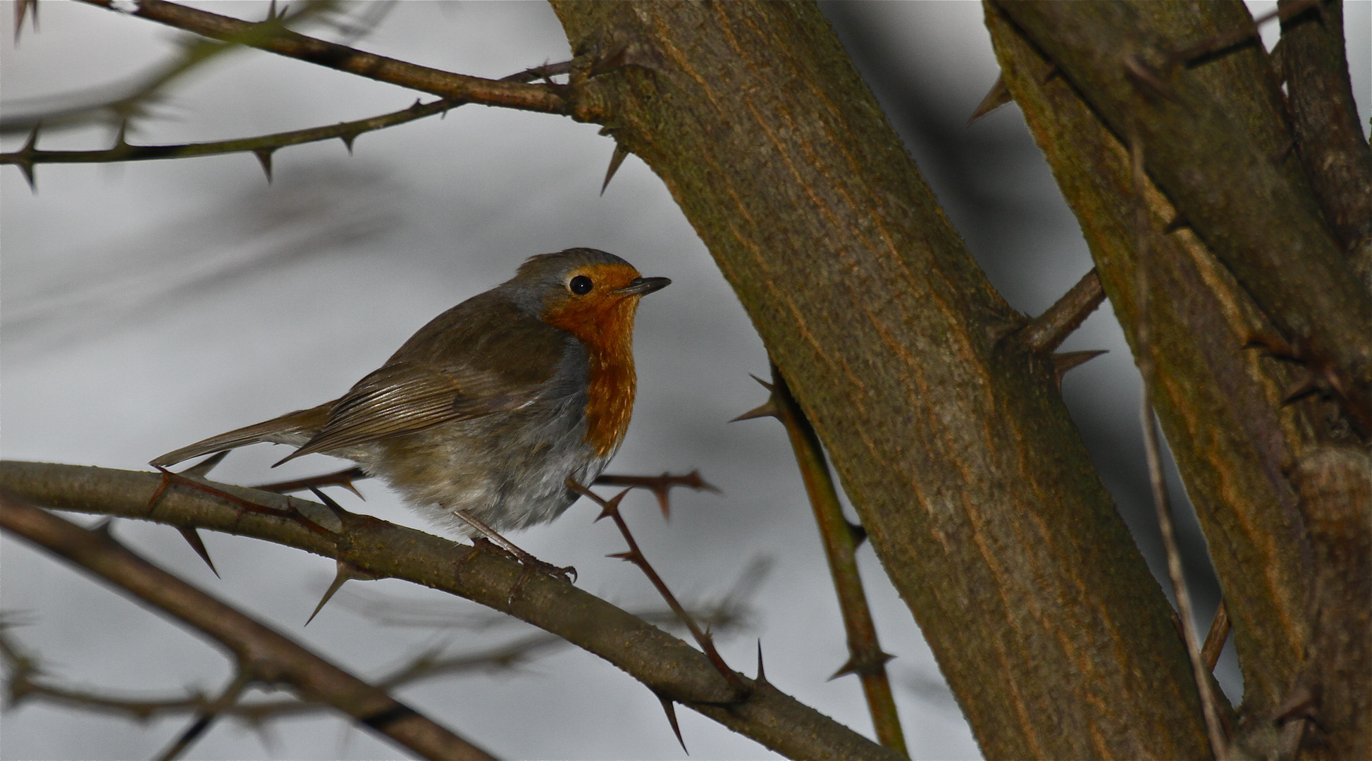 Rouge gorge....