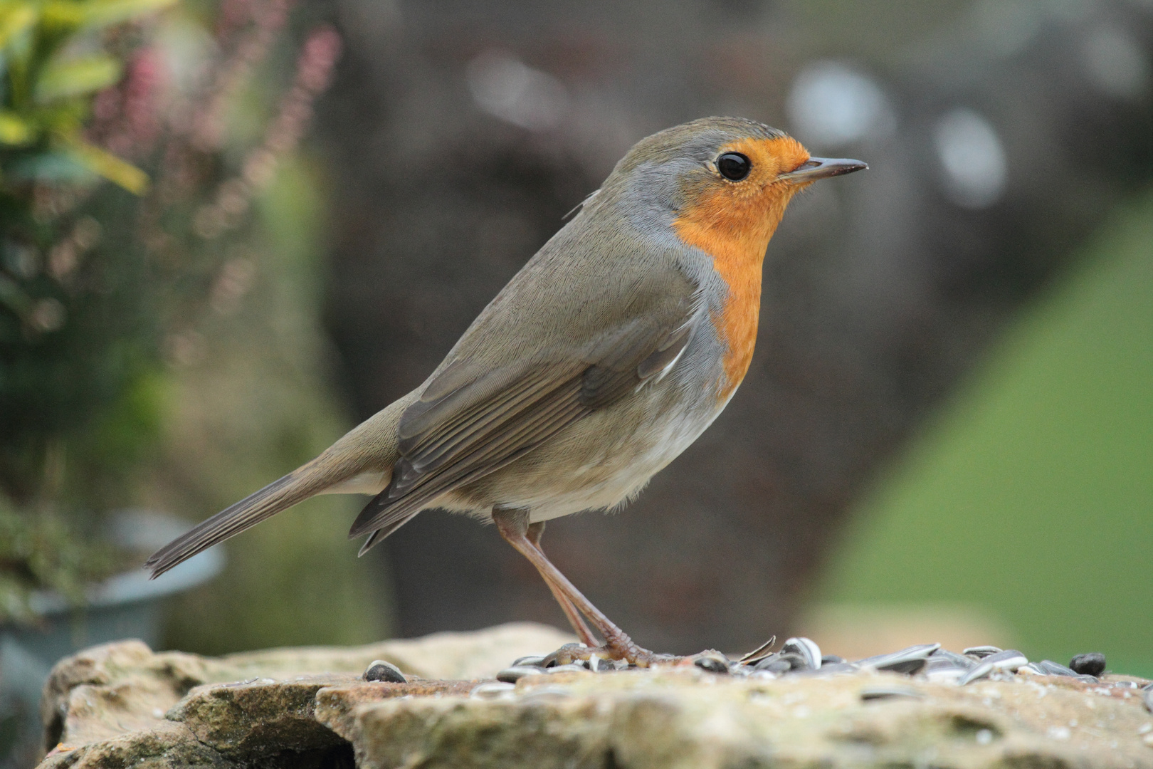 rouge Gorge .