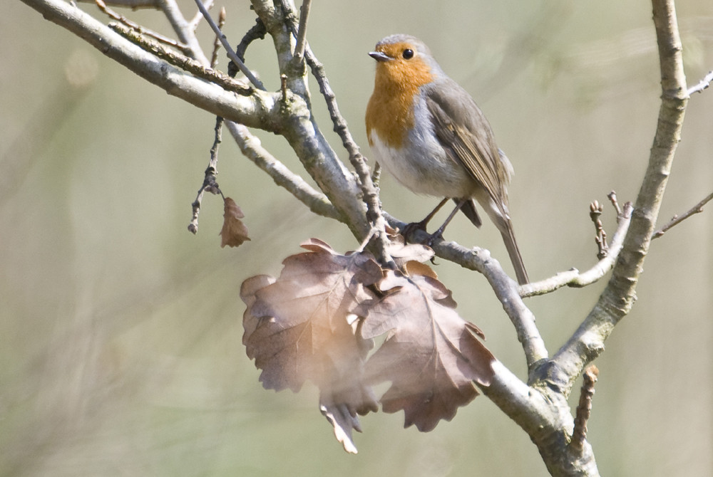 Rouge-Gorge