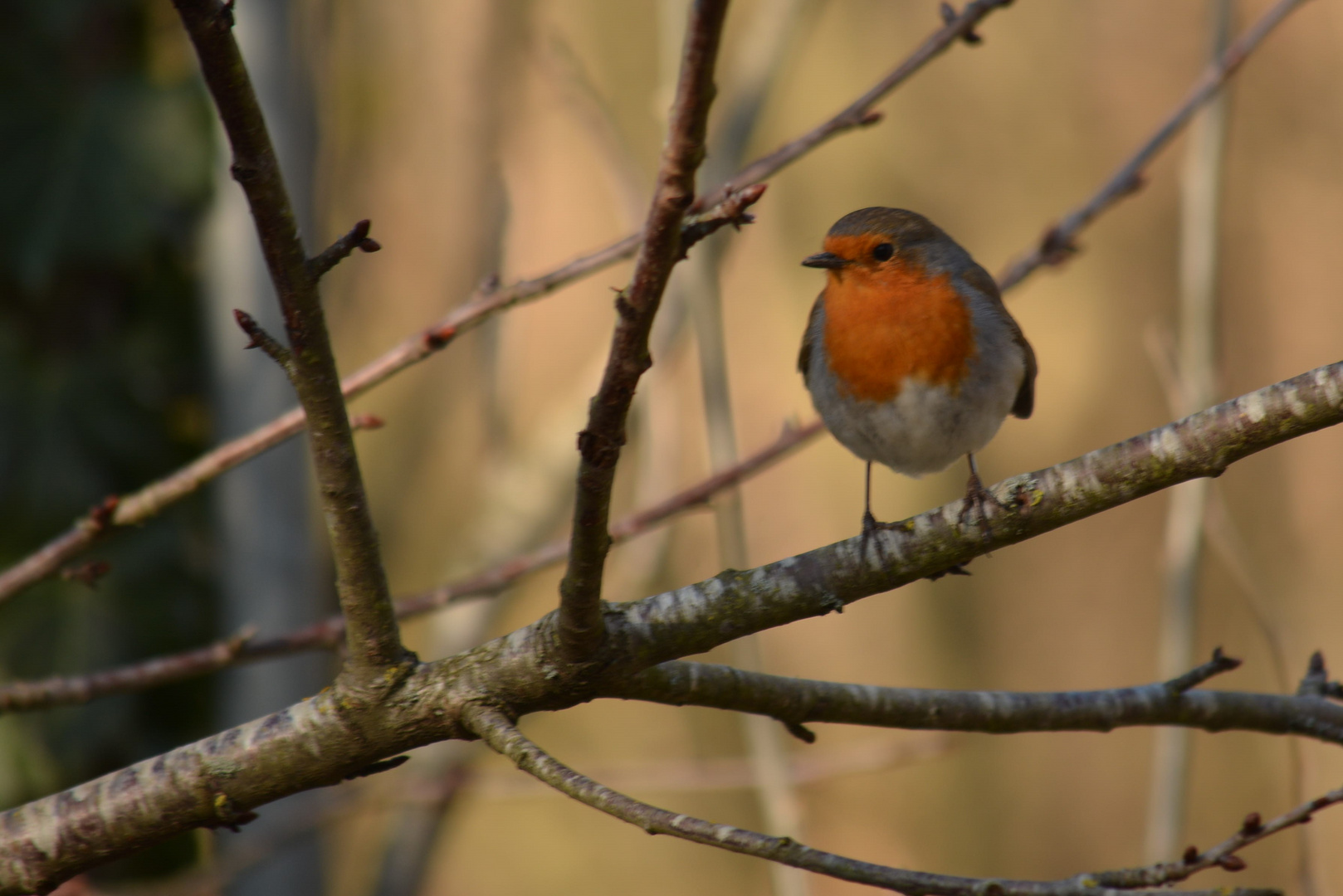 Rouge gorge