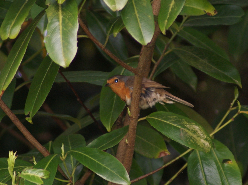 ROUGE GORGE c'est bien moi!