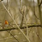 rouge gorge chantant