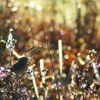 rouge-gorge contre-jour petit matin