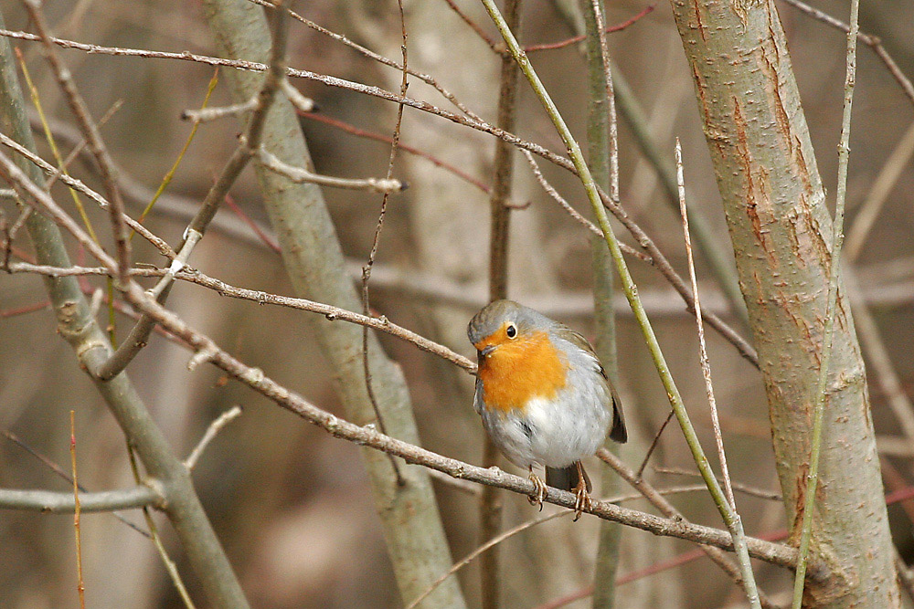 Rouge-gorge curieux.