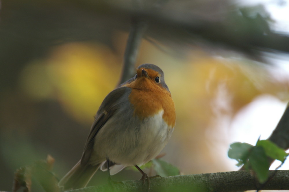 rouge-gorge curieux