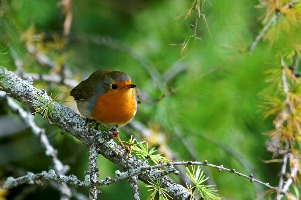 rouge gorge curieux de duno 