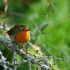 rouge gorge curieux