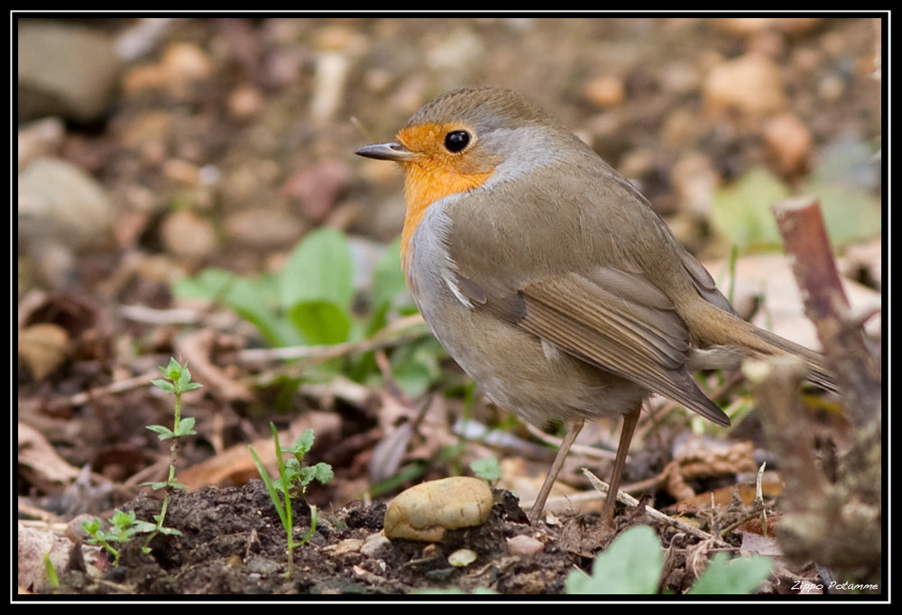 Rouge gorge