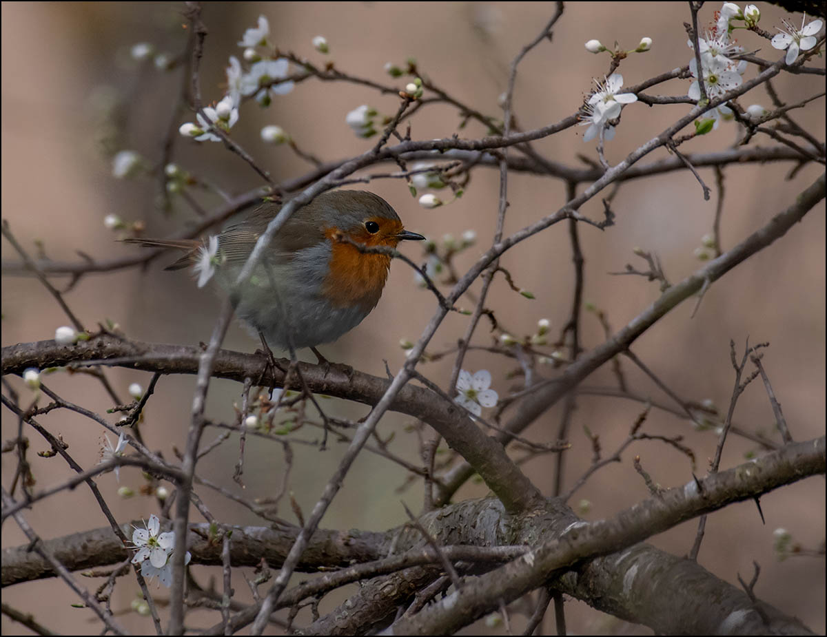 Rouge gorge