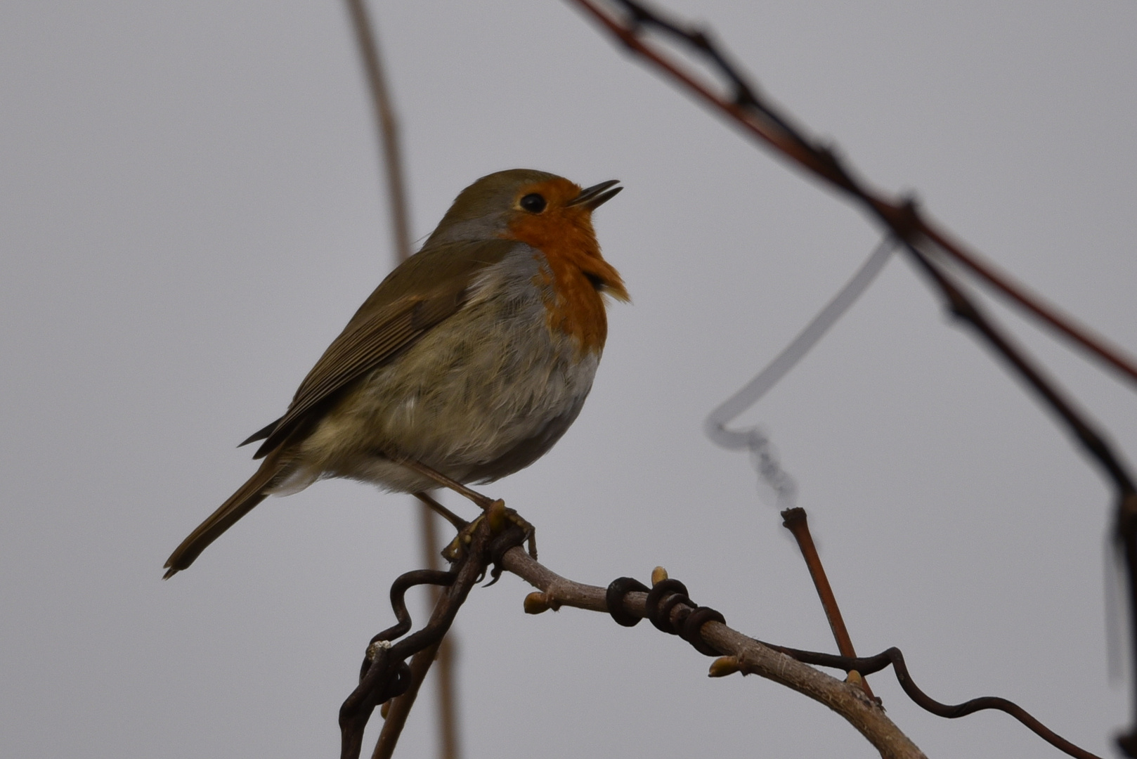 Rouge gorge