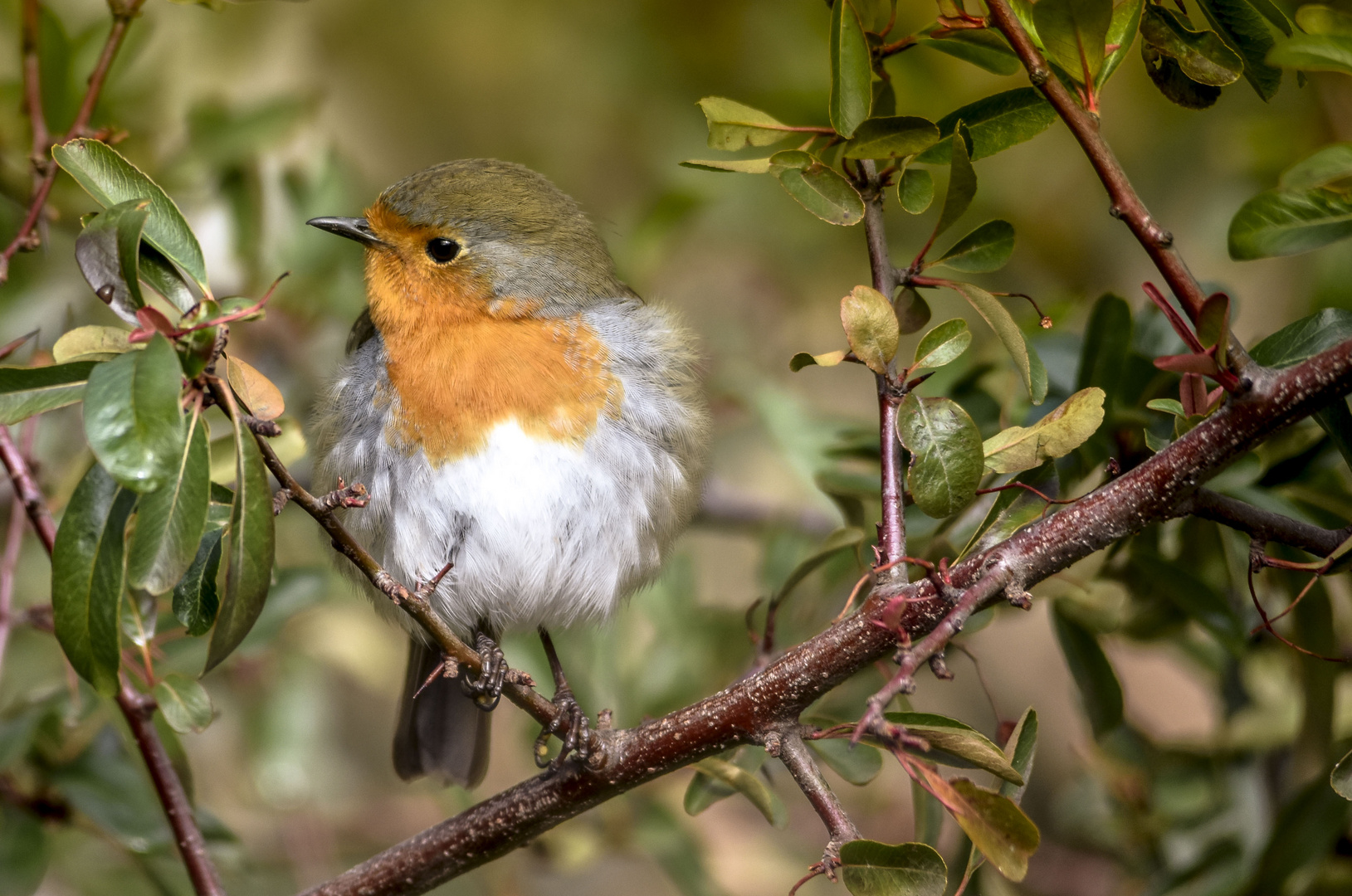 rouge gorge 