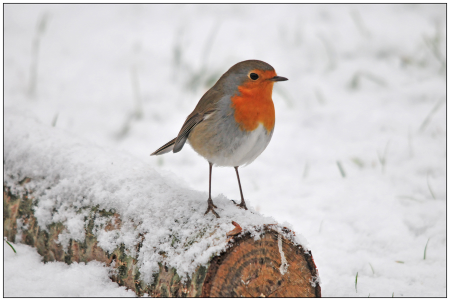 Rouge Gorge Dans La Neige Photo Et Image Animaux Animaux Sauvages Oiseaux Images Fotocommunity