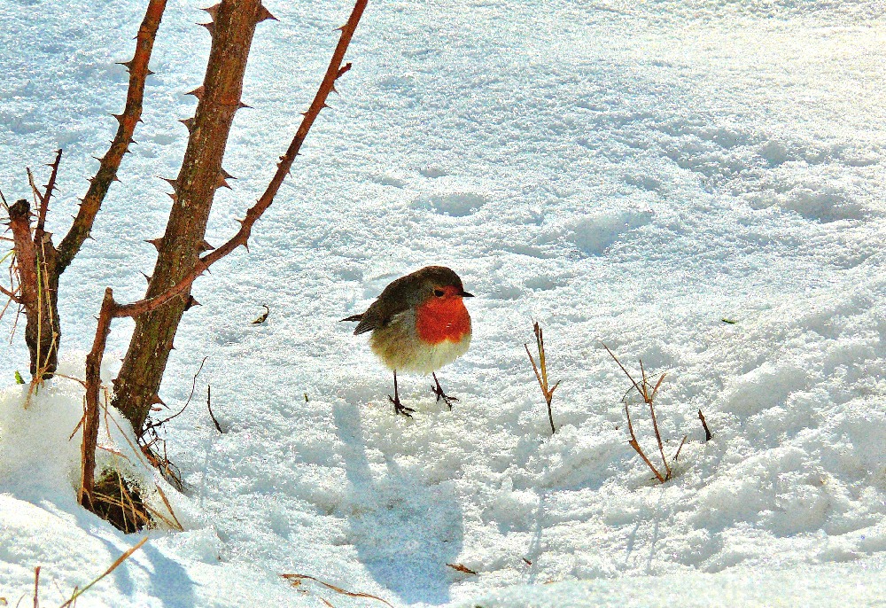 Rouge Gorge dans la neige