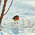 Rouge Gorge dans la neige