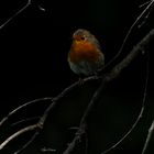 Rouge gorge dans la nuit