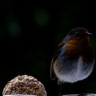 Rouge gorge dans le noir