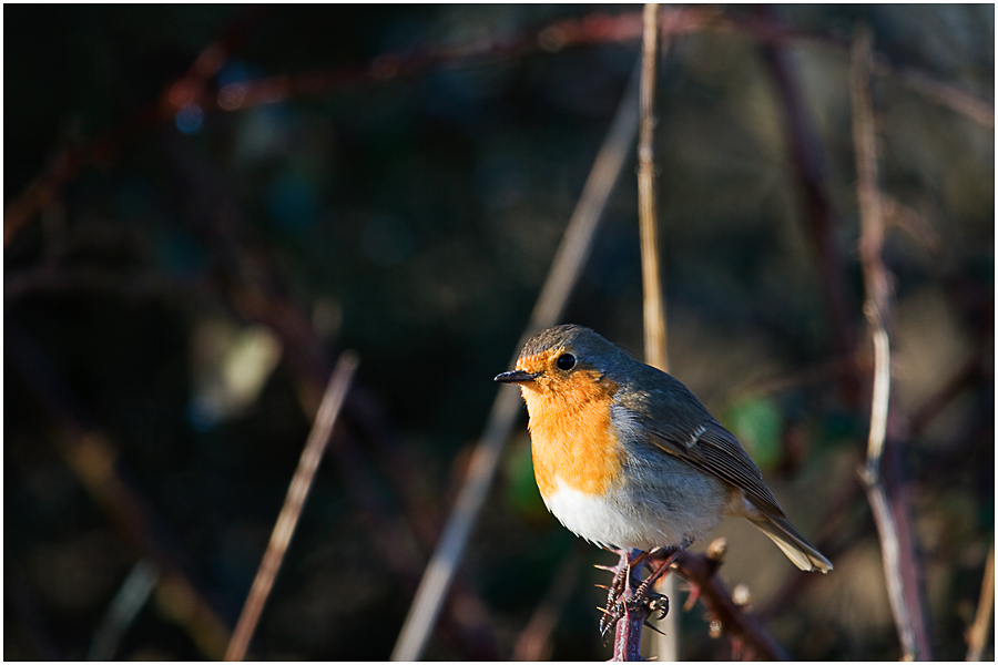 Rouge gorge dans le parc régional de la Brenne