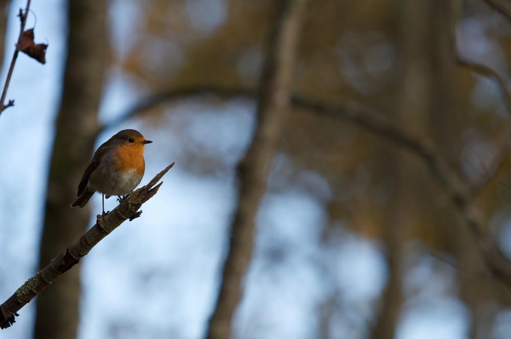 Rouge-gorge dans les bois des Pyrénées