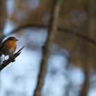 Rouge-gorge dans les bois des Pyrénées