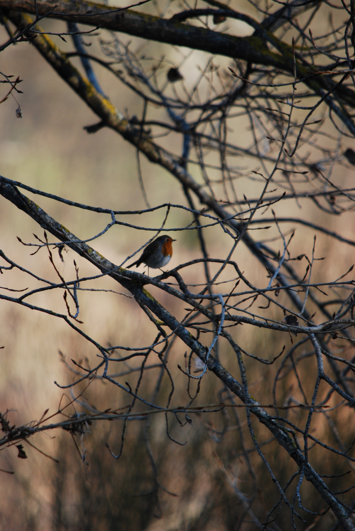 Rouge Gorge dans les branches