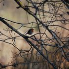 Rouge Gorge dans les branches