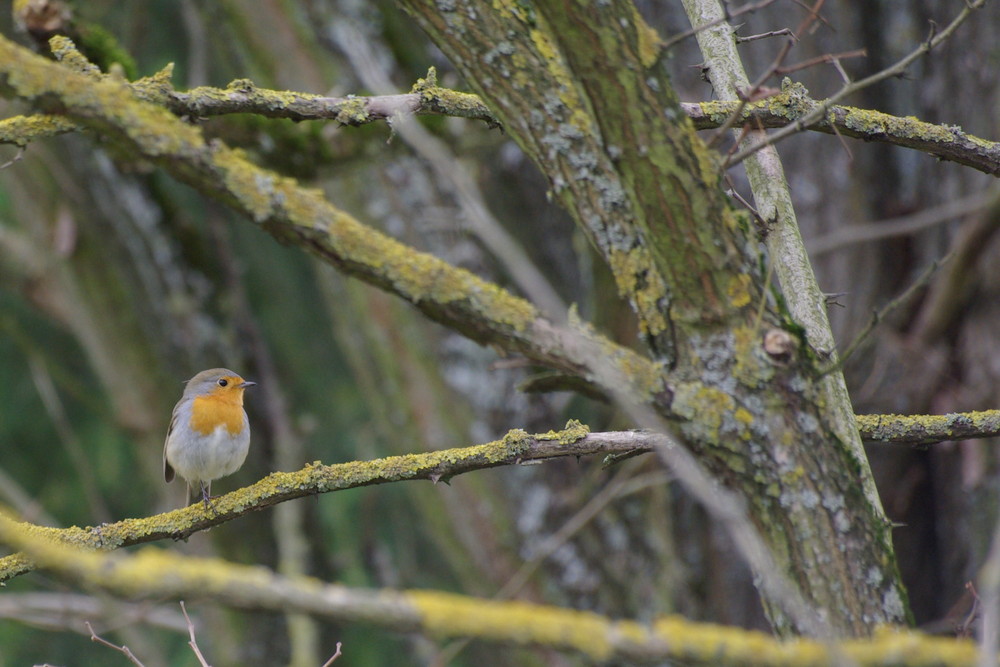 rouge gorge dans son milieu