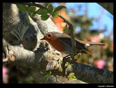 " Rouge gorge dans un cerisier "