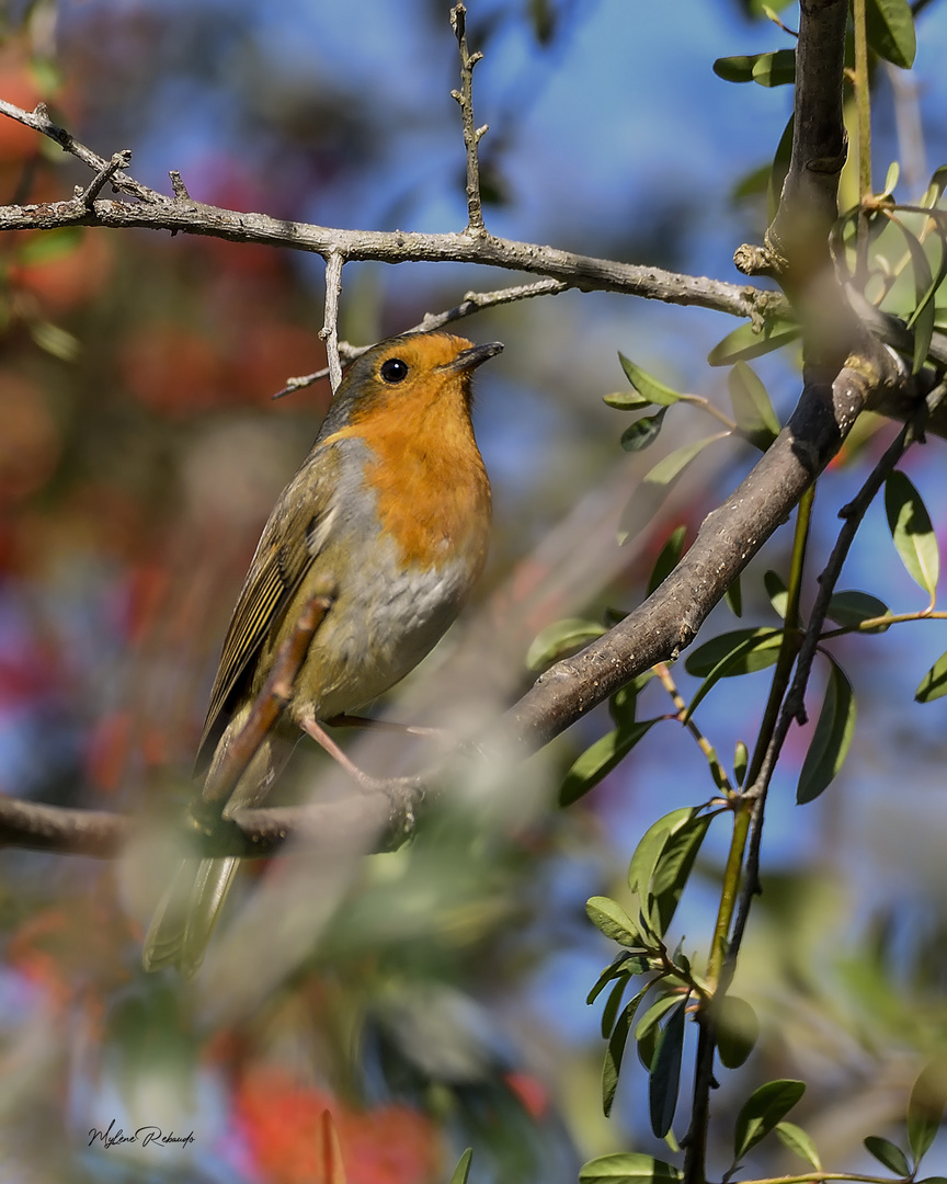 Rouge Gorge