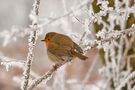 Rouge-gorge de dos. de The North Fred 