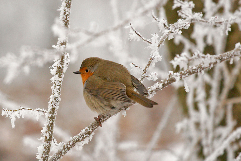 Rouge-gorge de dos.